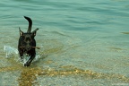 Am Hundestrand in Oppenheim