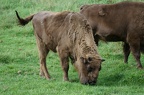 Bison im Moor