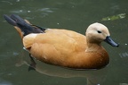 Goldente